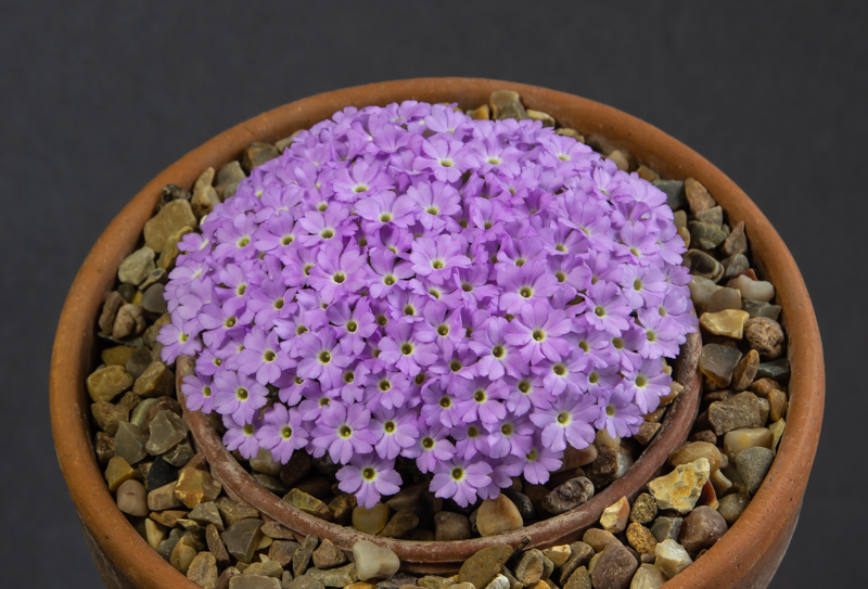 Dionysia zschummelii T4Z166/Go2 exhibited by Paul & Gill Ranson