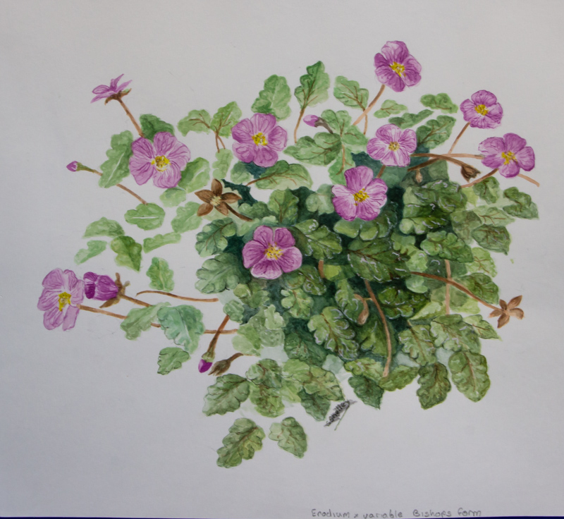 Painting of Erodium x variabile Bishops form by Stephen Shelley