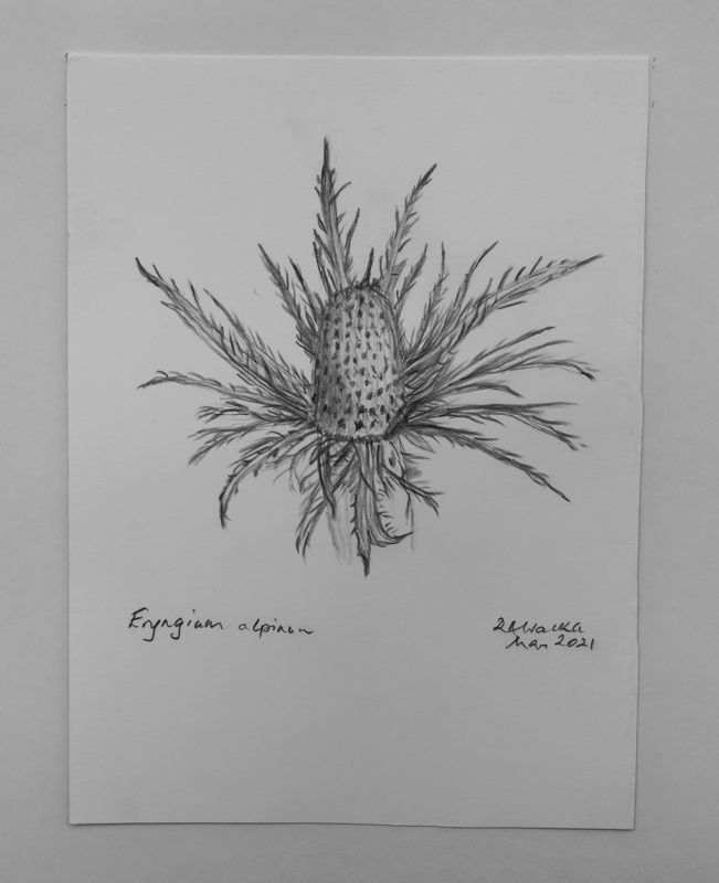 Drawing of Eryngium alpinum by Rosemary Walker