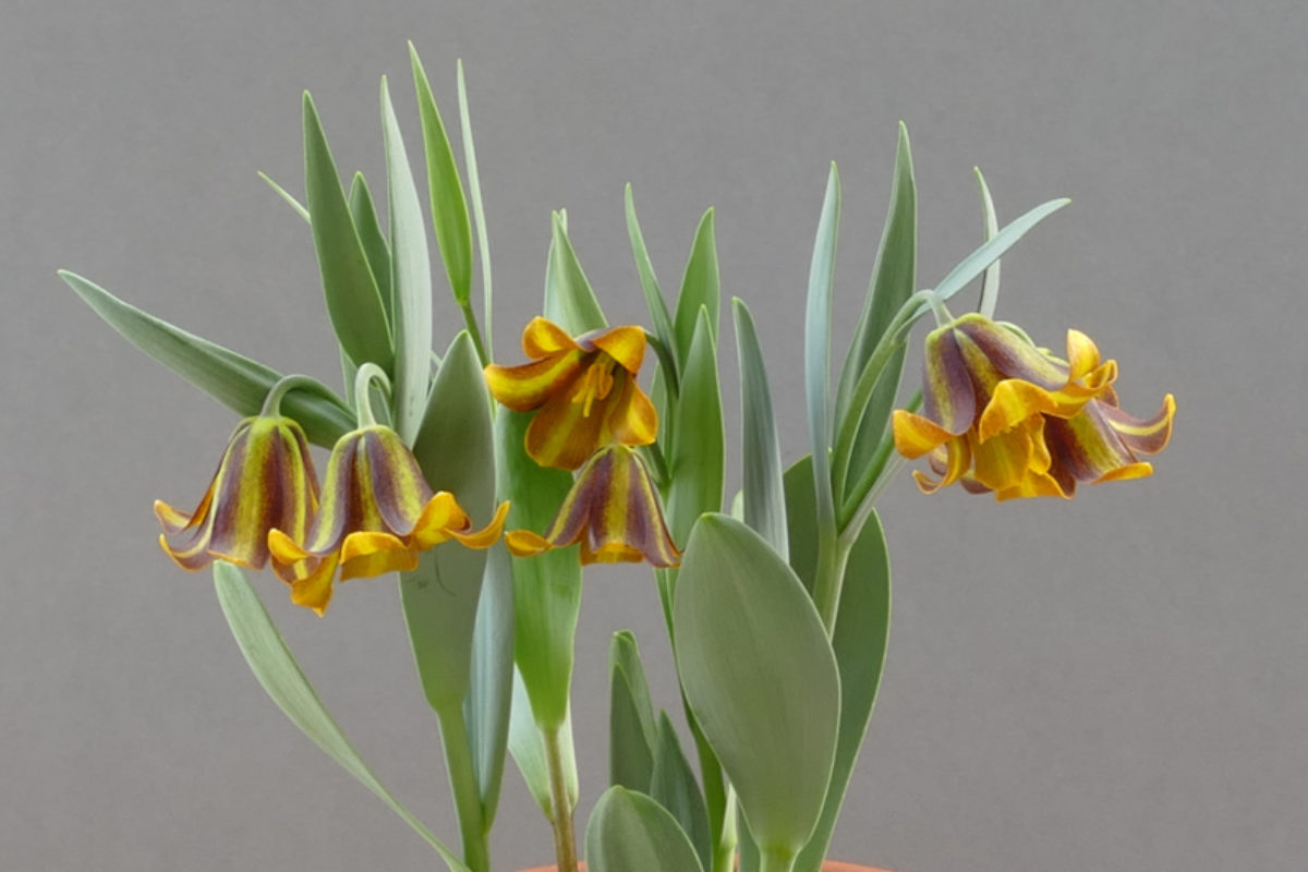 Fritillaria 'Lentune Eyecatcher' exhibited by Don Peace