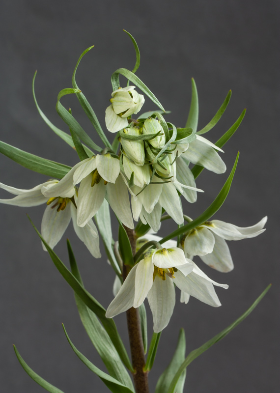 Fritillaria aff bucharica Pulkhakim exhibited by David Carriage