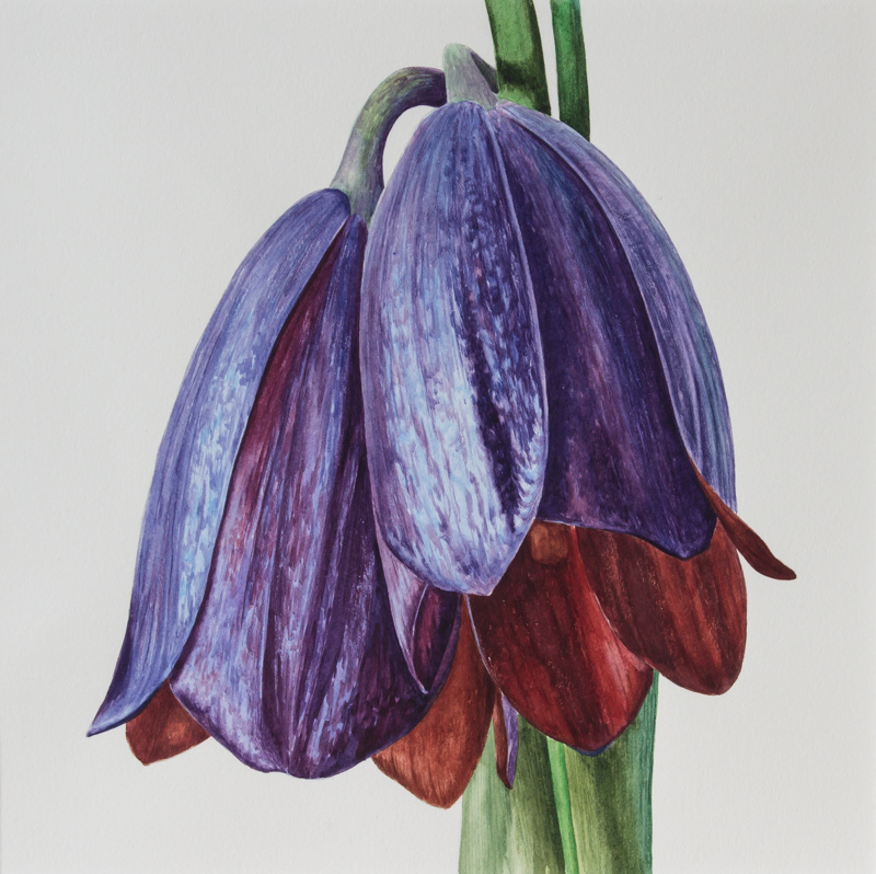 Painting of Fritillaria caucasica exhibited by Anne Wright in 2015