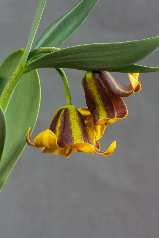 Fritillaria Lentune Eyecatcher exhibited by Don Peace