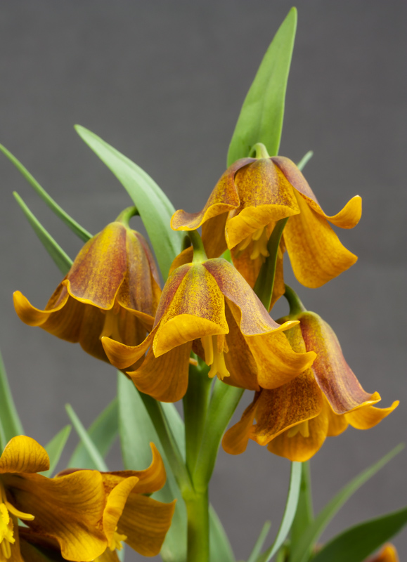 Fritillaria Lentune Fox exhibited by Don Peace