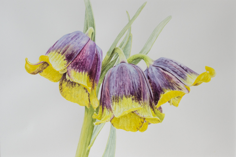 Painting of Fritillaria michailovskyi exhibited by Anne Wright in 2015