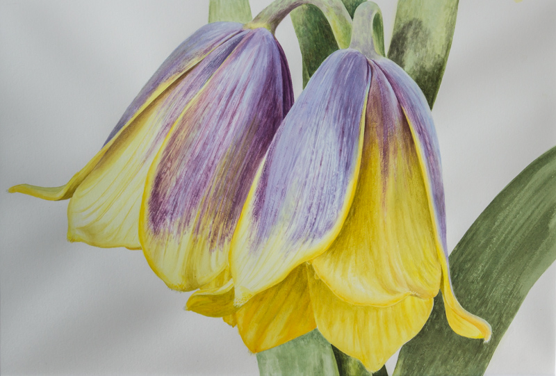 Painting of Fritillaria pinardii Ilgaz form exhibited by Anne Wright in 2015