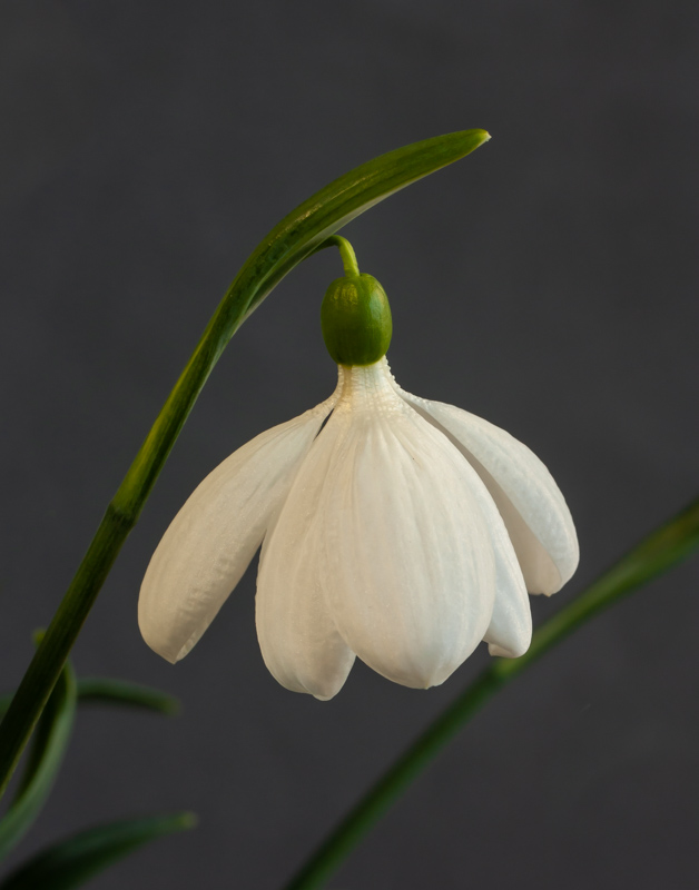 Galanthus E A Bowles exhibited by Diane Clement