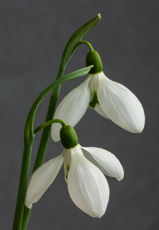 Galanthus Galadriel exhibited by Alistair Forsyth