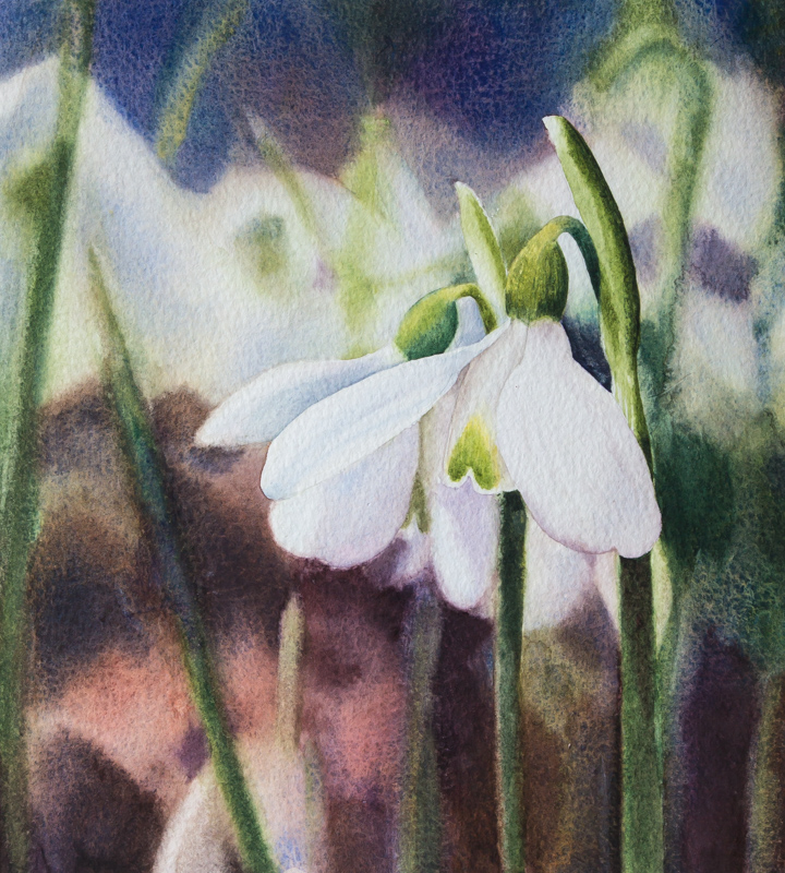 Painting of Galanthus peshmenii exhibited by Anne Wright in 2015
