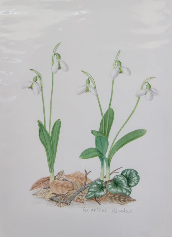 Painting of Galanthus plicatus by Rannveig Wallis