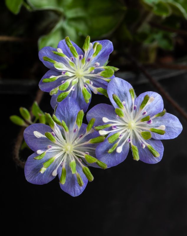 Hepatica japonica ex Blue Sandan exhibited by Mike Acton