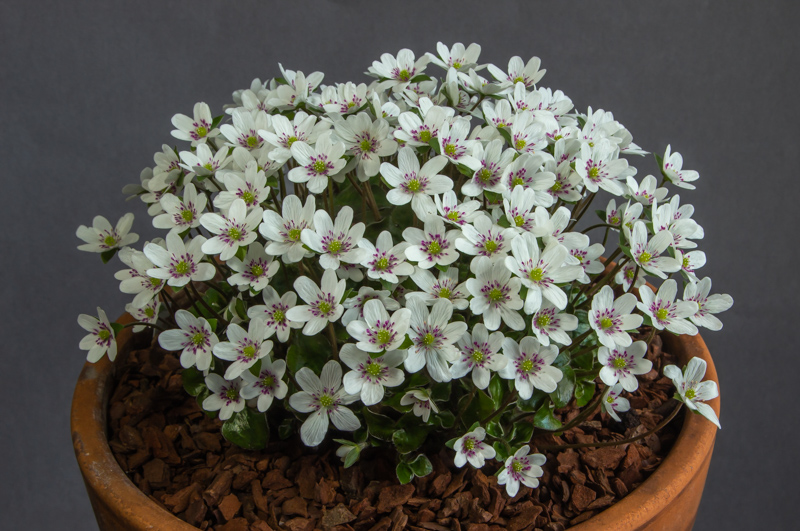 Hepatica japonica forma magna exhibited by Don Peace