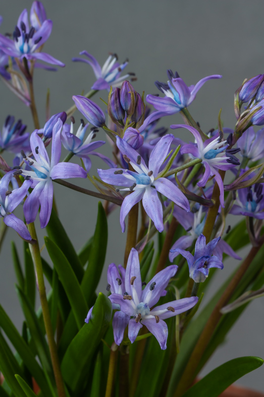 Hyacinthoides vincentina exhibited by David Carver