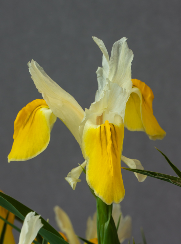 Iris bucharica exhibited by Bob & Rannveig Wallis