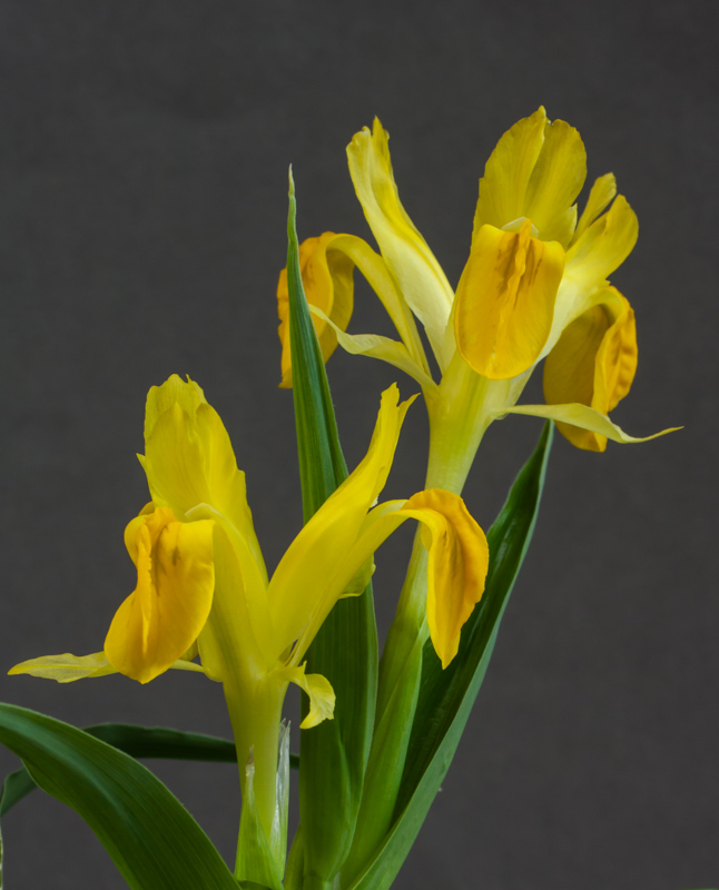 Iris chrysopetala exhibited by Bob & Rannveig Wallis