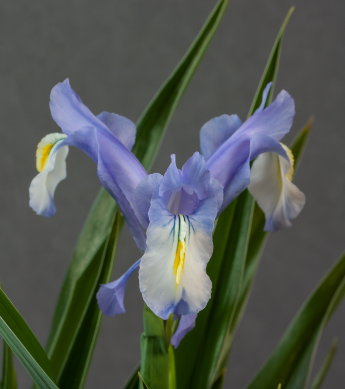 Iris graeberiana x magnifica exhibited by Bob & Rannveig Wallis