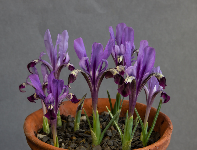 Iris kolpakowskiana exhibited by Bob & Rannveig Wallis