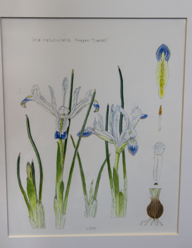 Painting of Iris reticulata 'Frozen Planet' by Caroline Jackson-Houlston