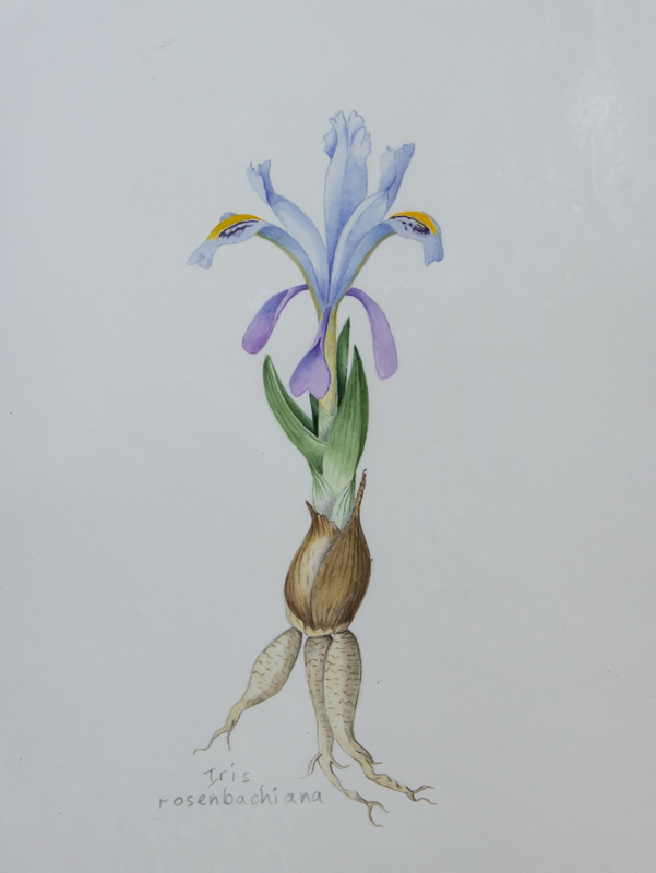 Painting of Iris rosenbachiana by Rannveig Wallis