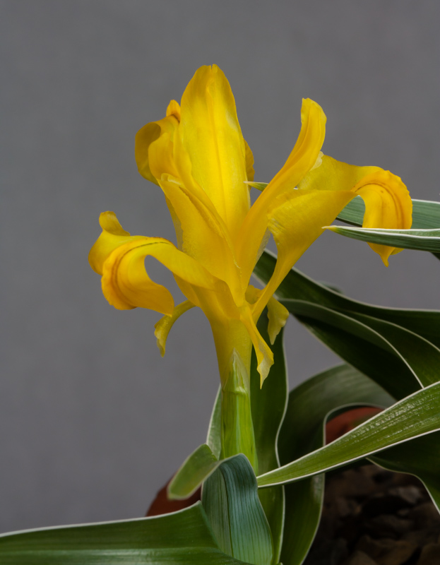 Iris svetlanae exhibited by Bob & Rannveig Wallis