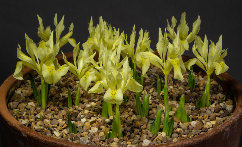 Iris winogradowii exhibited by John Dixon