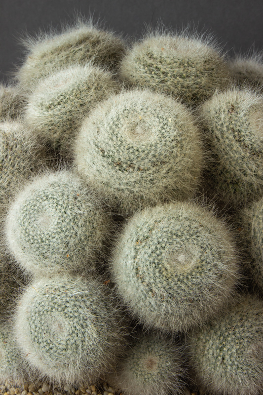 Mammillaria hahniana exhibited by Anne Vale