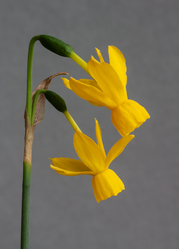 Narcissus Dinah Rose exhibited by George Elder