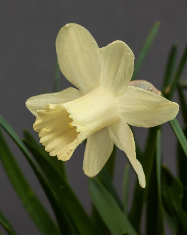 Narcissus Snow Baby exhibited by Steve Clements
