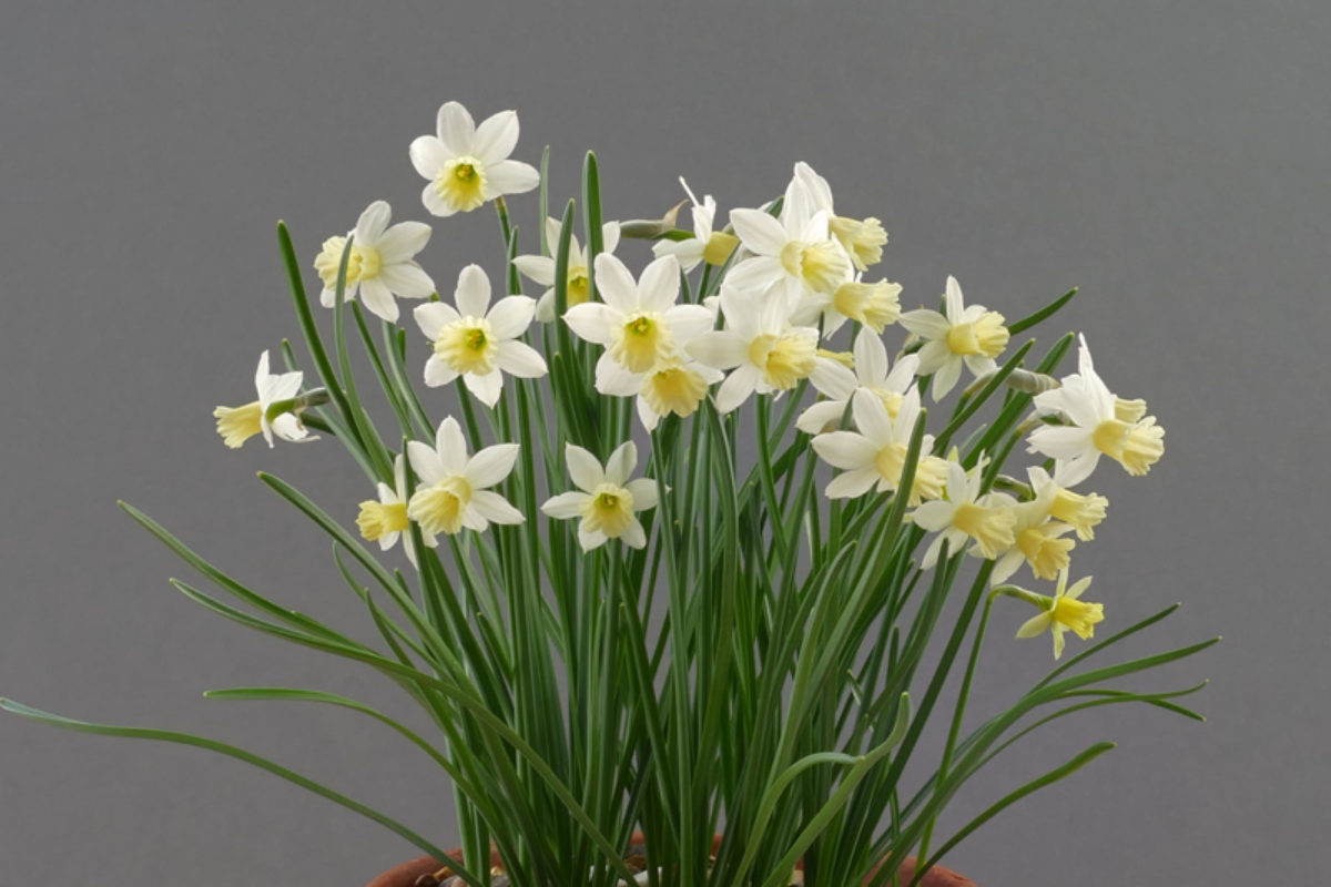 Narcissus 'Sweet Petite' exhibited by Anne Wright