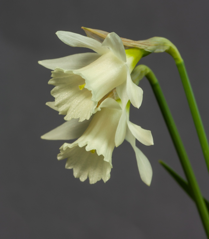 Narcissus asturiensis x alpestris exhibited by Bob & Rannveig Wallis