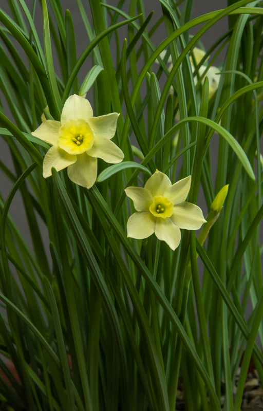 Narcissus atlanticus exhibited by Bob & Rannveig Wallis
