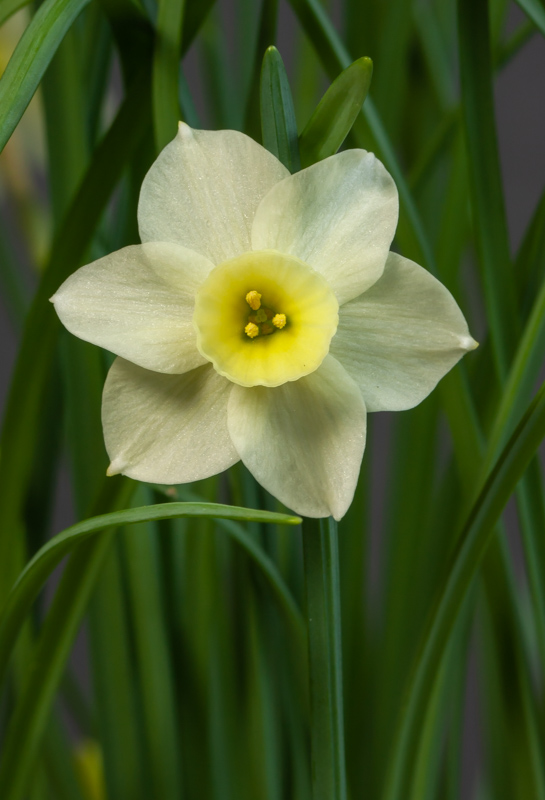 Narcissus atlanticus exhibited by Bob & Rannveig Wallis