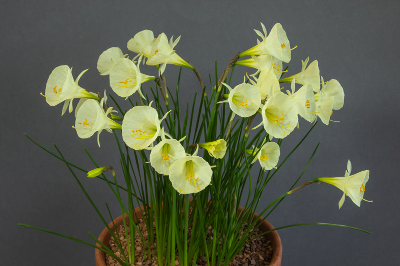 Narcissus bulbocodium Arctic Bells exhibited by Dot Sample