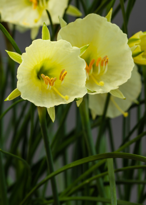 Narcissus bulbocodium citrinus exhibited by Steve Clements