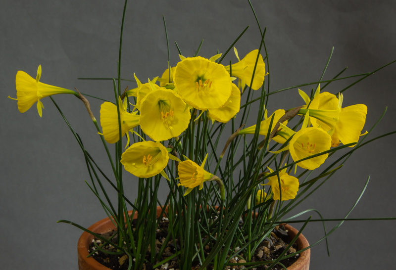Narcissus bulbocodium conspicuus exhibited by Ian Sutton