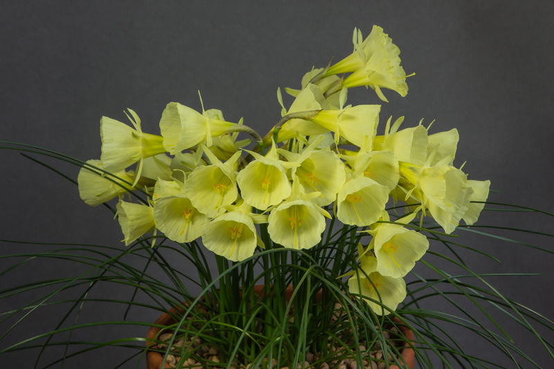 Narcissus bulbocodium ex Morocco exhibited by Bob Worsley
