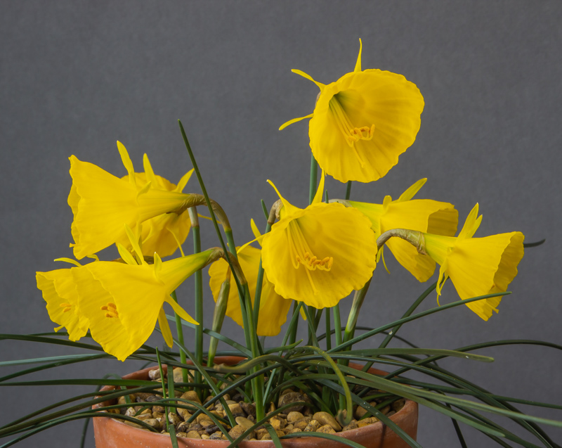 Narcissus bulbocodium genuinus RWM 84-26 exhibited by David Carver
