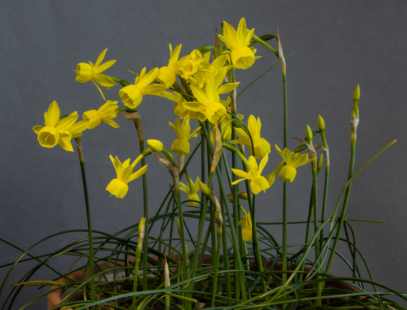 Narcissus cantabricus x triandrus exhibited by Bob & Rannveig Wallis