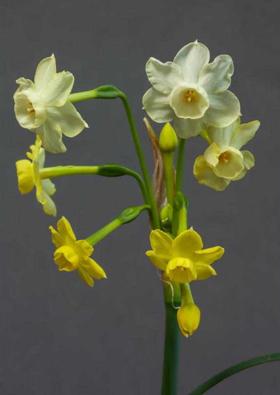 Narcissus dubius exhibited by Bob & Rannveig Wallis