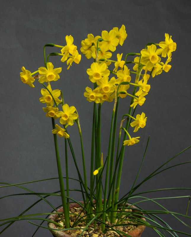 Narcissus fernandesii exhibited by David Carver