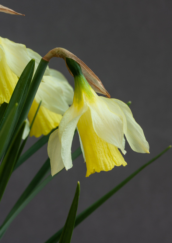 Narcissus moschatus Nadder Moon exhibited by Ian Robertson
