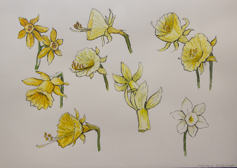 Narcissus study by Stephen Shelley