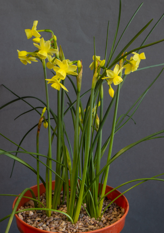 Narcissus x incurvicervicus exhibited by Diane Clement