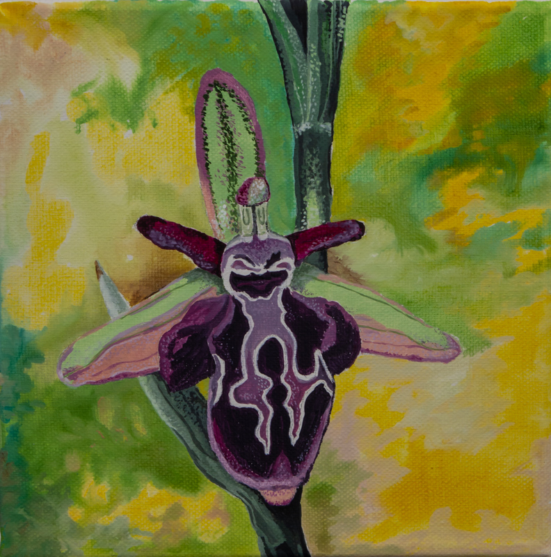 Painting of Ophrys ariadne by Sandra Clements