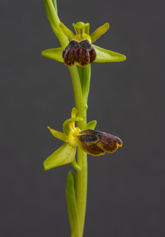 Ophrys fusca exhibited by Neil Hubbard