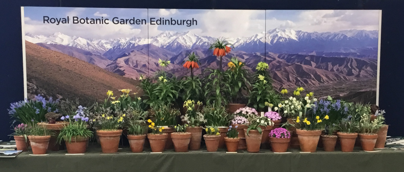 Plant Display by RBG Edinburgh