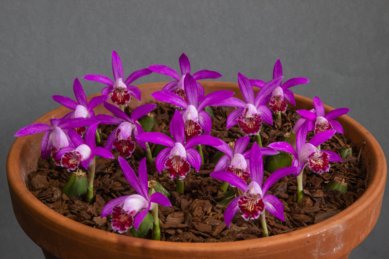 Pleione Riah Shan exhibited by Steve Clements