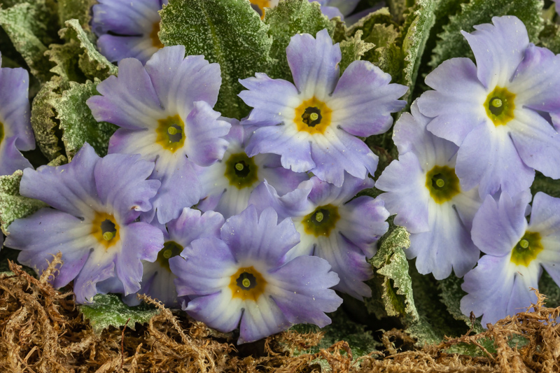 Primula Arduaine exhibited by Don Peace