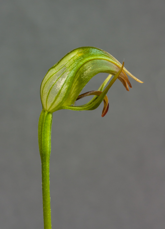 Pterostylis curta x coccina exhibited by Steve Clements