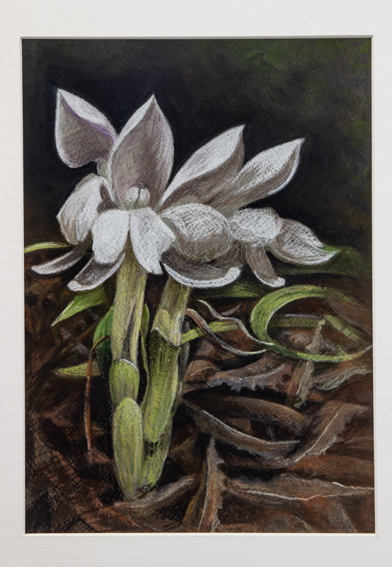 Painting of Roscoea humeana by Stephen Shelley